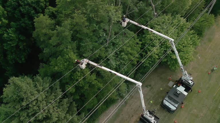 How Our Tree Care Process Works  in  Waxhaw, NC